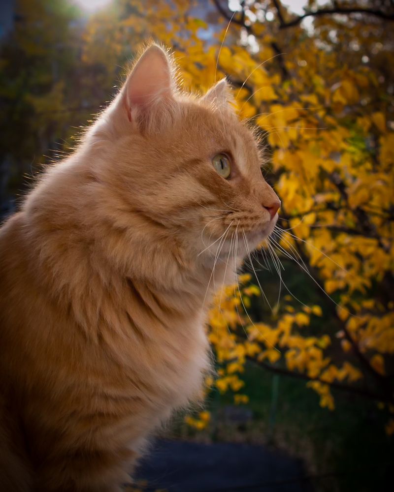 Фотография автора Надежда Барышева