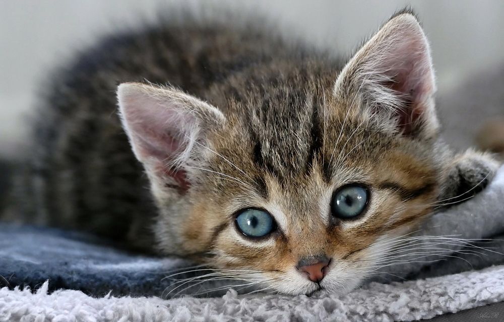 Голубоглазый