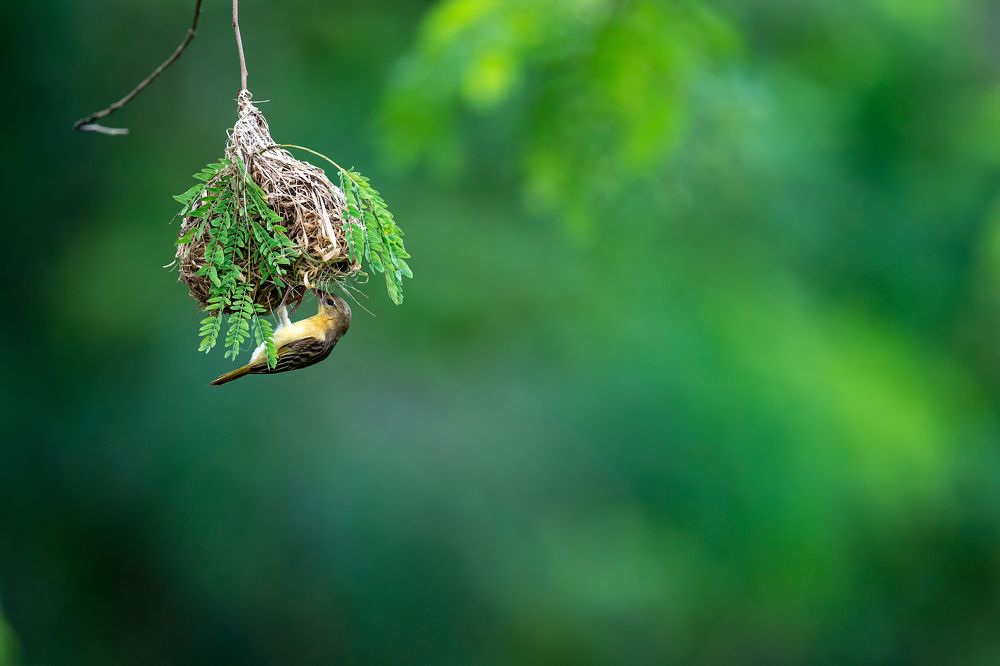 Golden Backed Weaver -Parental Care and Inspection of the Babies