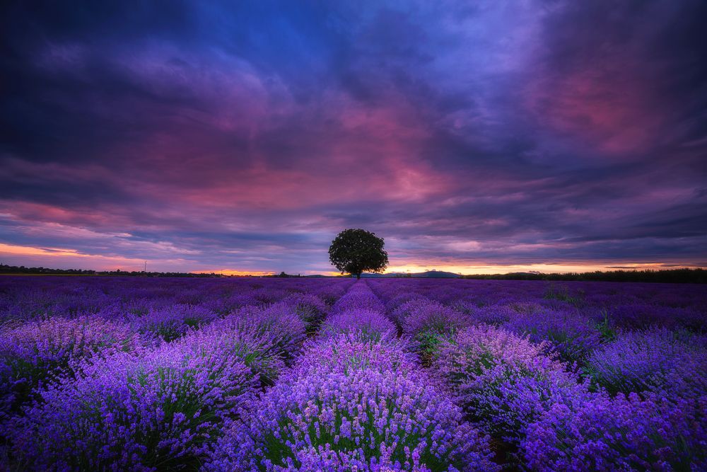 Photograph by Mariyana Atanasova - Lucero