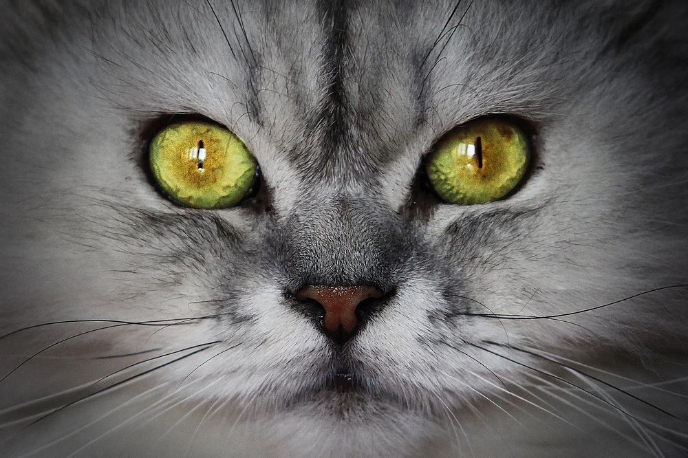 Photograph by Aleetet