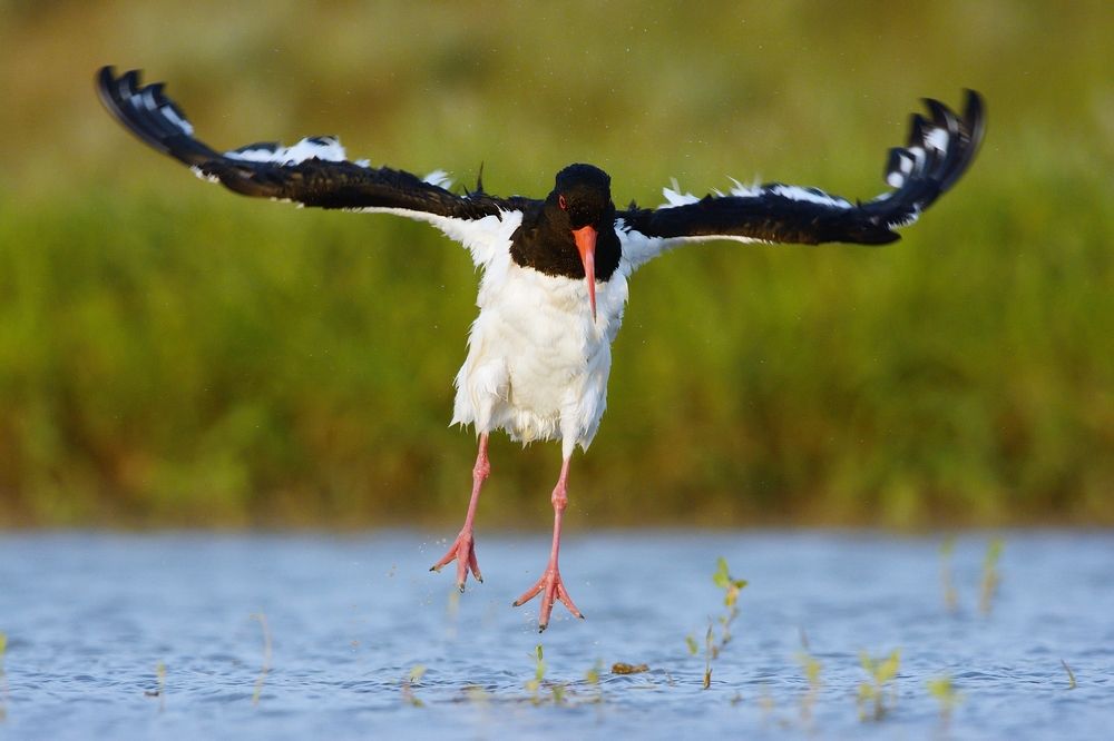 Photograph by Сергей Шкарупо