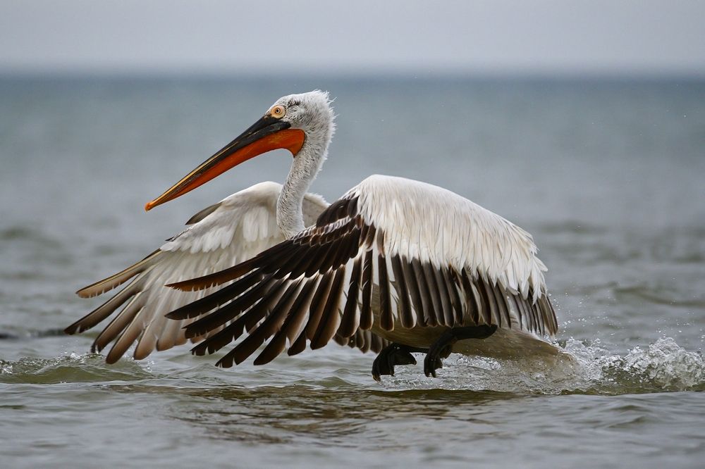Прыжки кудрявого пеликана
