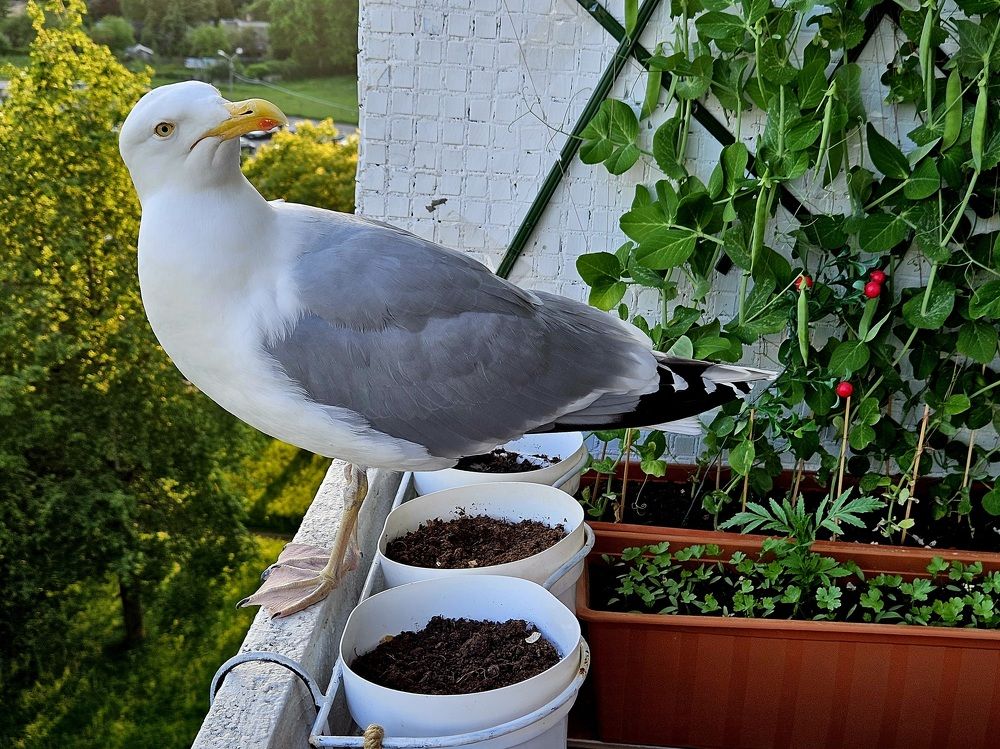 Photograph by Larisa Gella