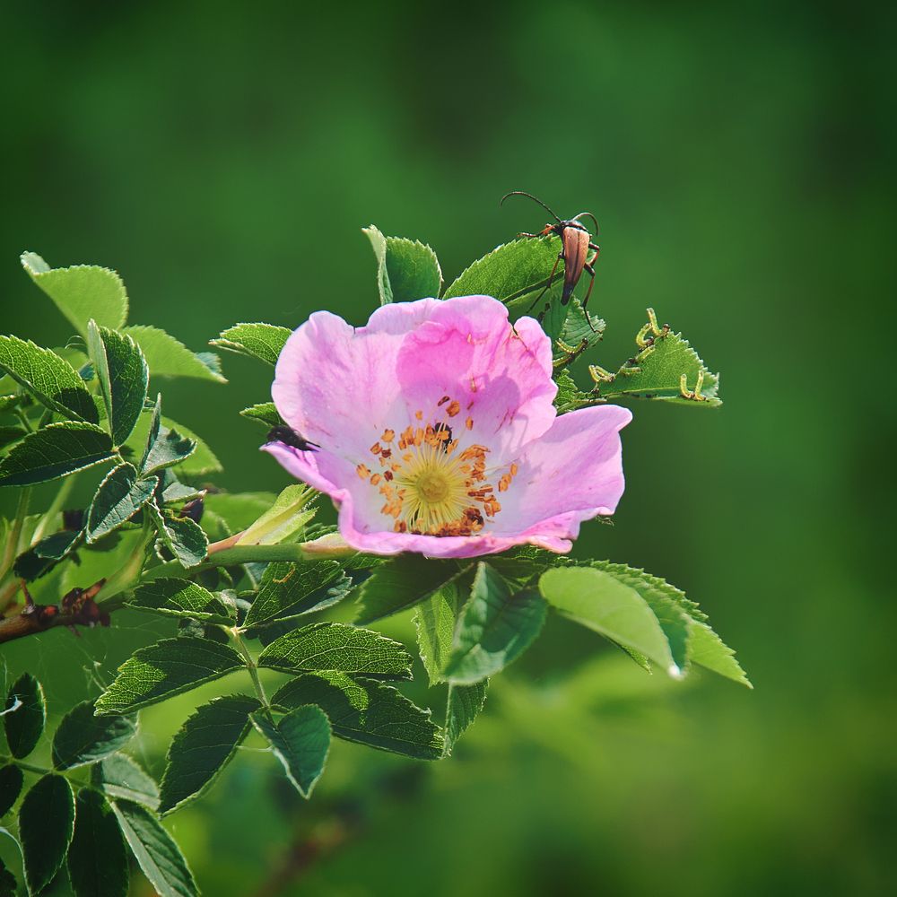 Photograph by Arkhipov