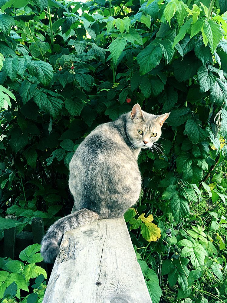 Фотография автора Nadezhda