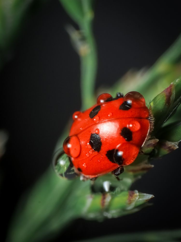 Фотография автора Васильев Игорь