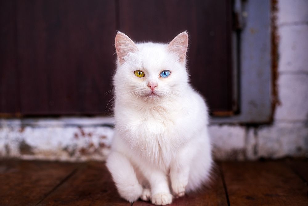 Photograph by Дзюба Нелли