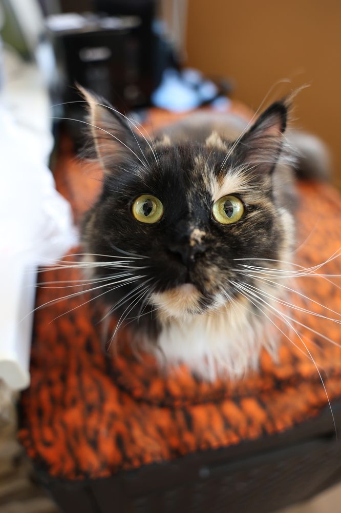 Photograph by Ольга Кириллова