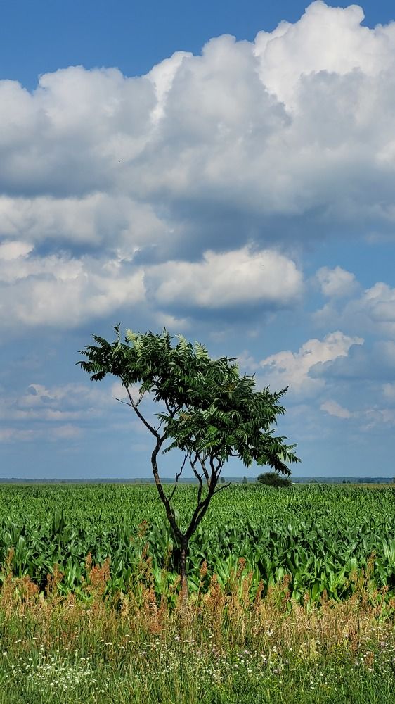 Пейзаж природы.