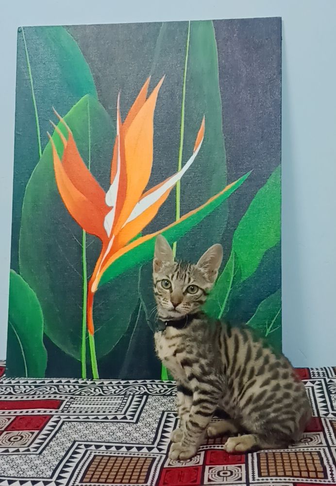 Photograph by Rubina Hasan