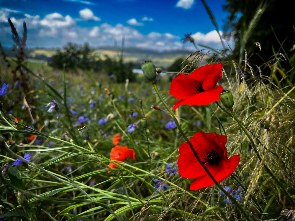 Photograph by Rouven