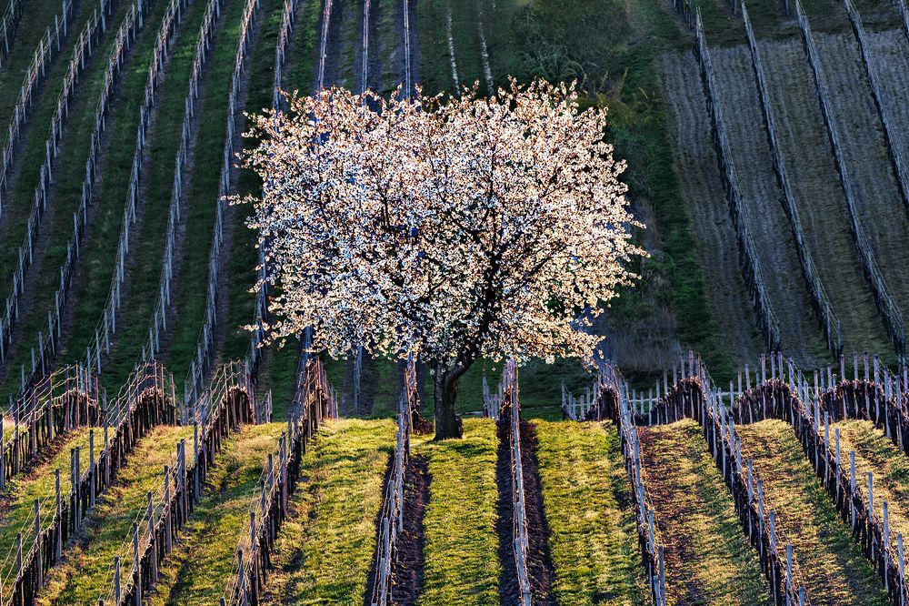 Photograph by Крицак Ольга
