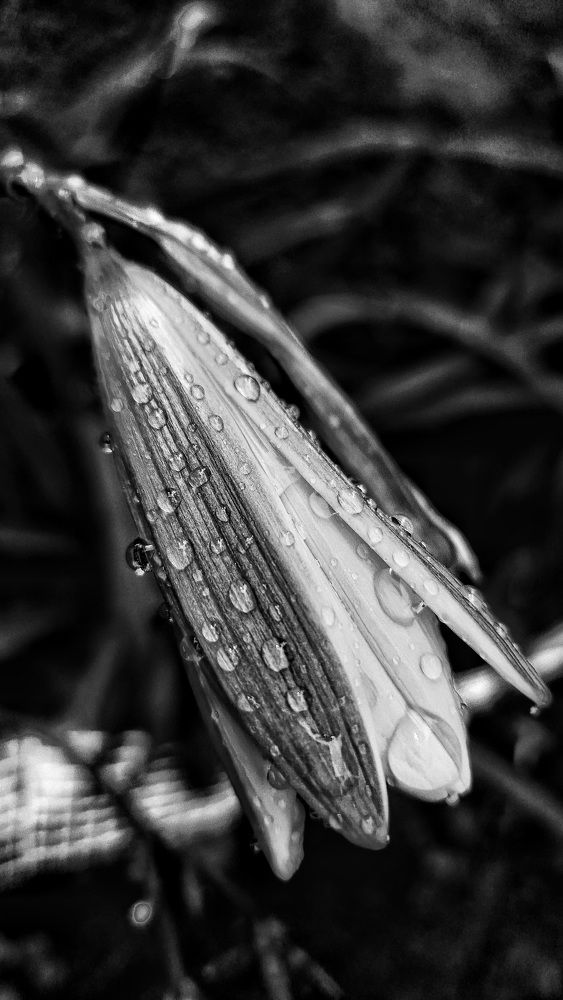 Photograph by Vera Nefedova