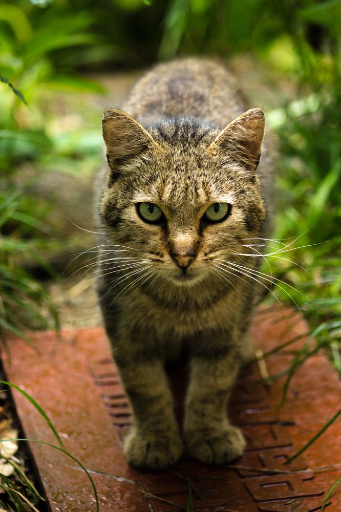 Photograph by Евгений Симион