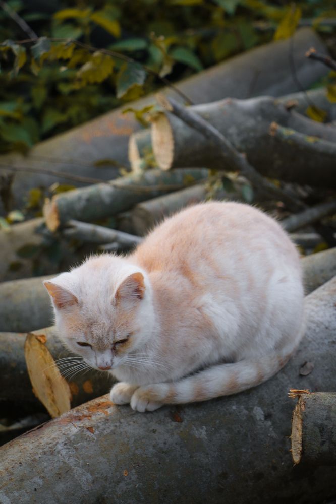 Photograph by Fatemeh Nz