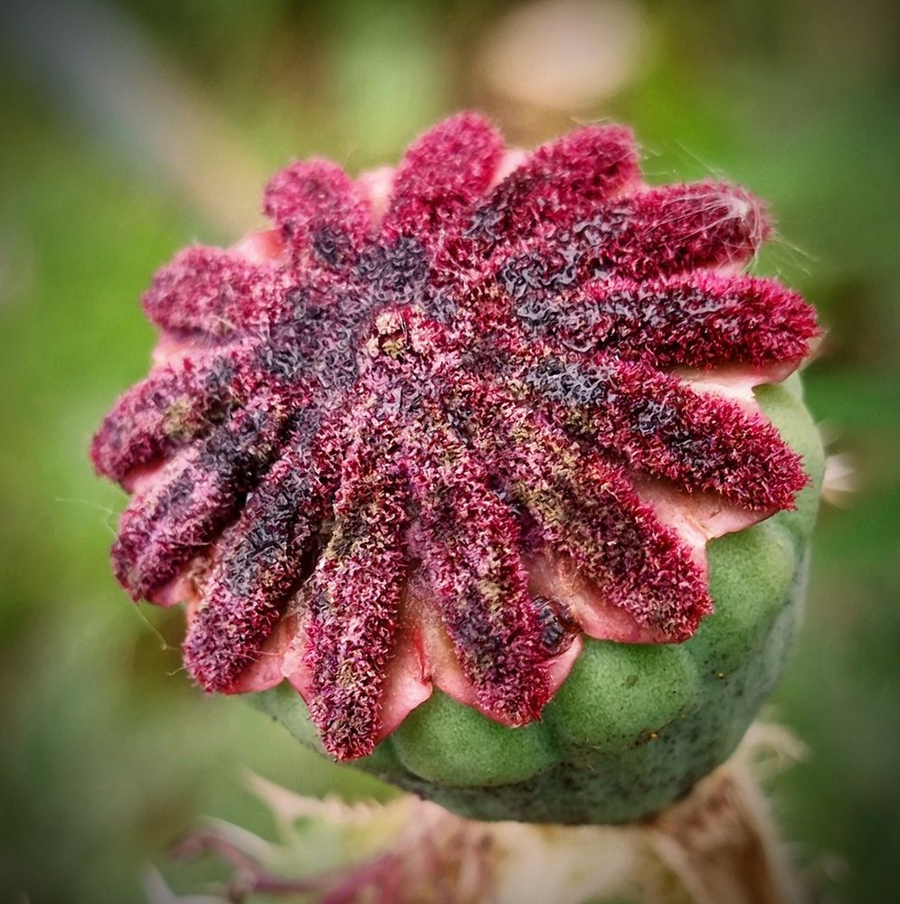 Коробочка мака.