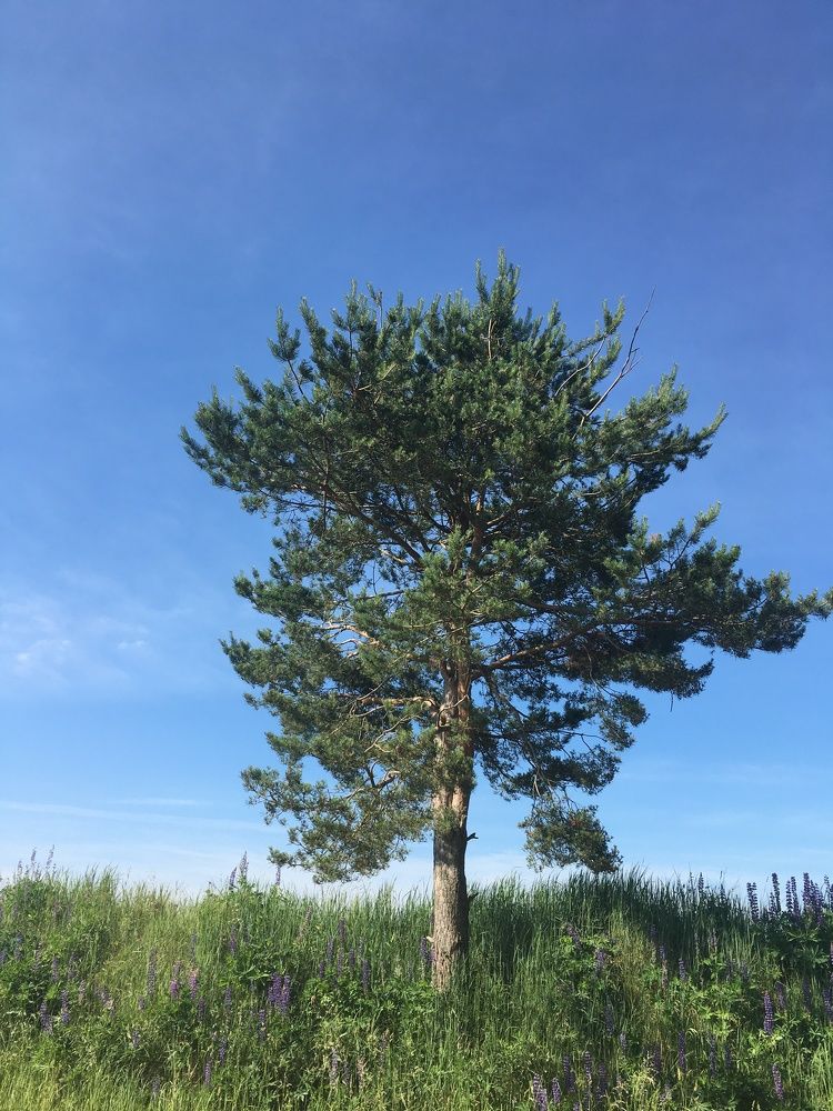 Фотография автора Александр Сипаров