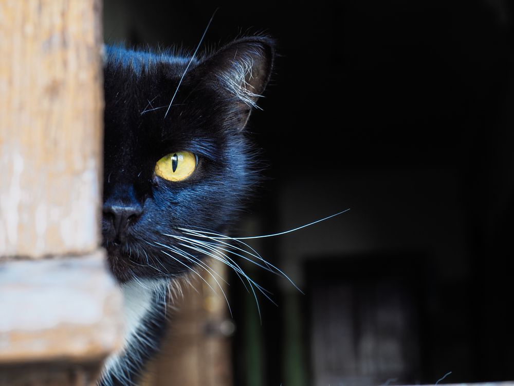 Бдительный