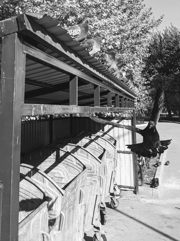 Фотография автора Михаил Голянский