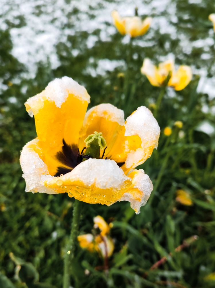 Фотография автора Софья Смирнова