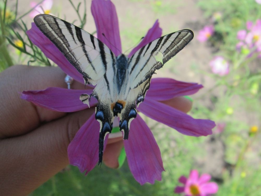 Photograph by КАРИНА