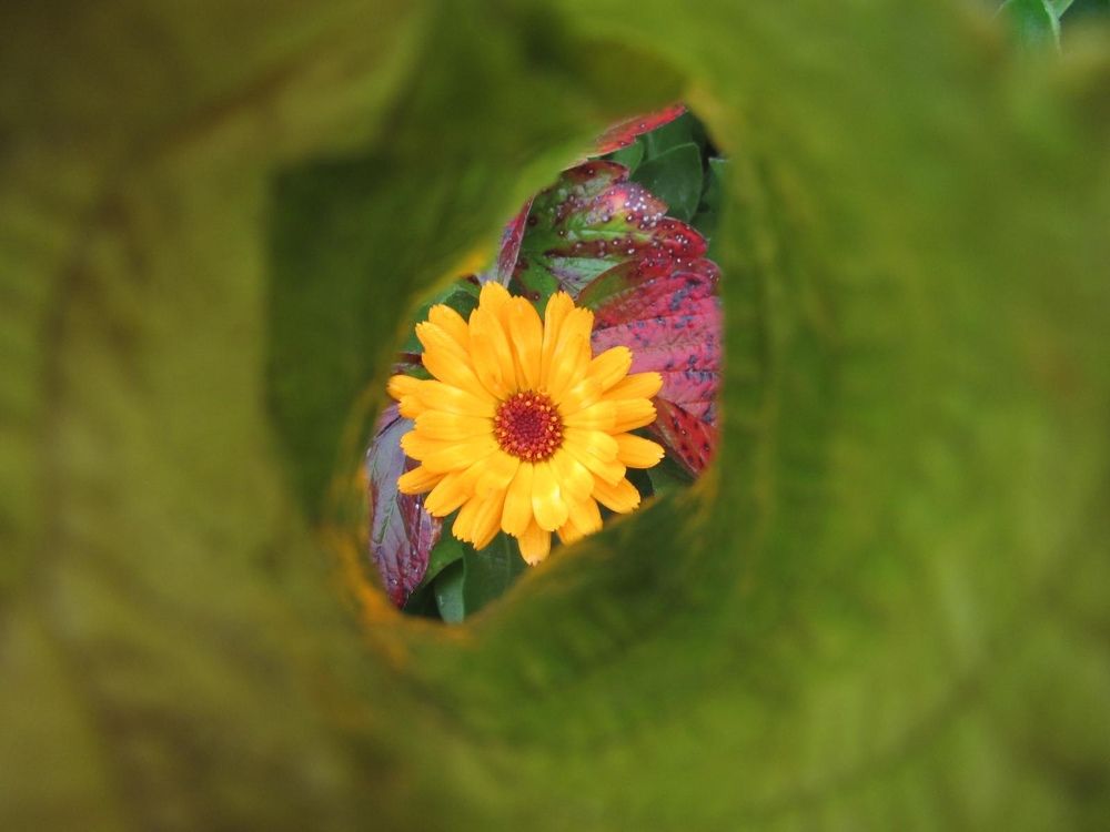 Photograph by КАРИНА