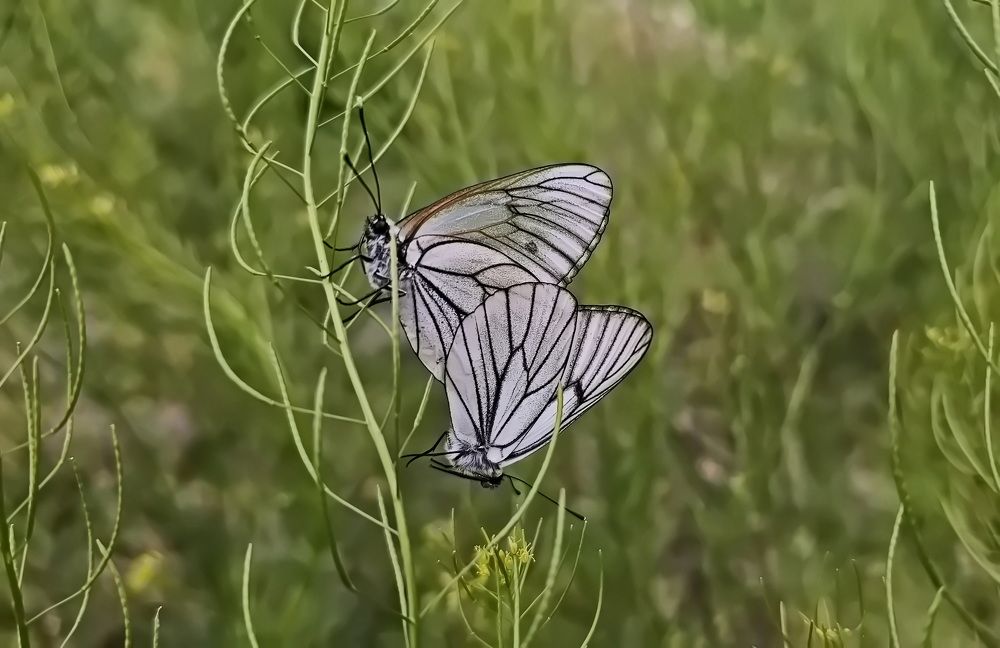 Photograph by Наталья Баранова