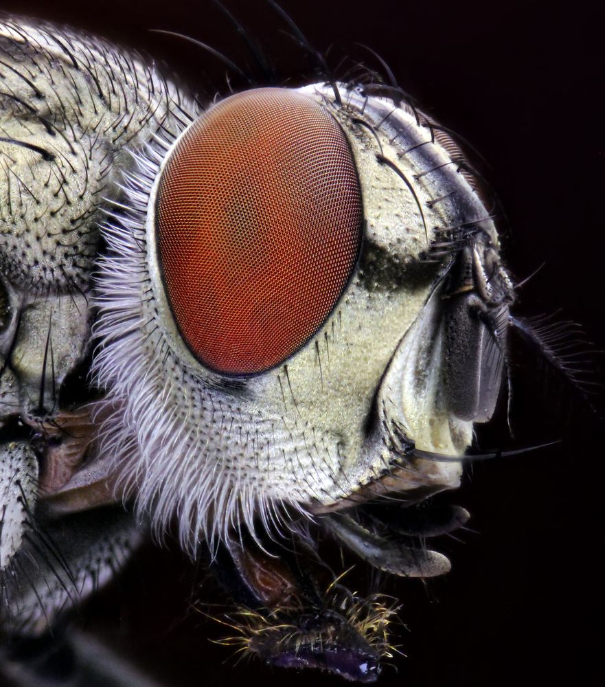 Photograph by Omid Mirshamsi