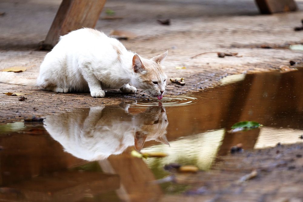 Photograph by Raed Victor Saad