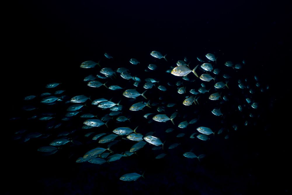 Photograph by Santiago Estrada R