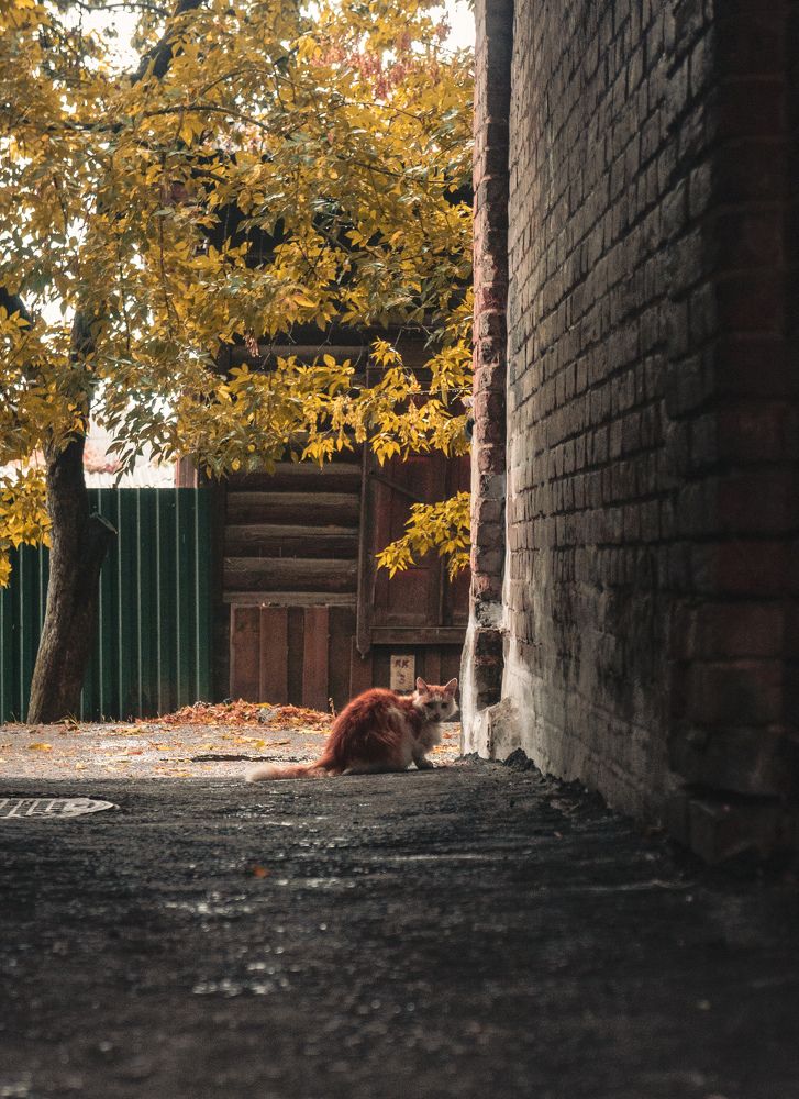 Фотография автора Геннадий Ломеко