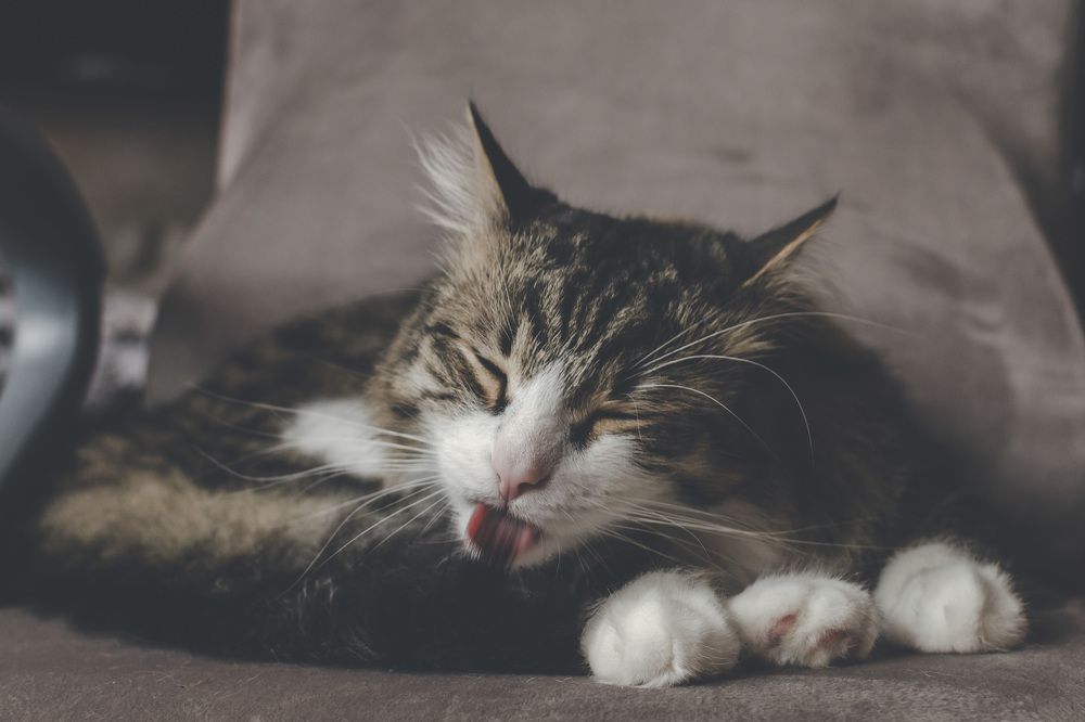 Фотография автора Людмила Куприянова