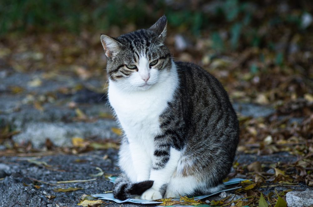 Photograph by Дмитрий Цикин