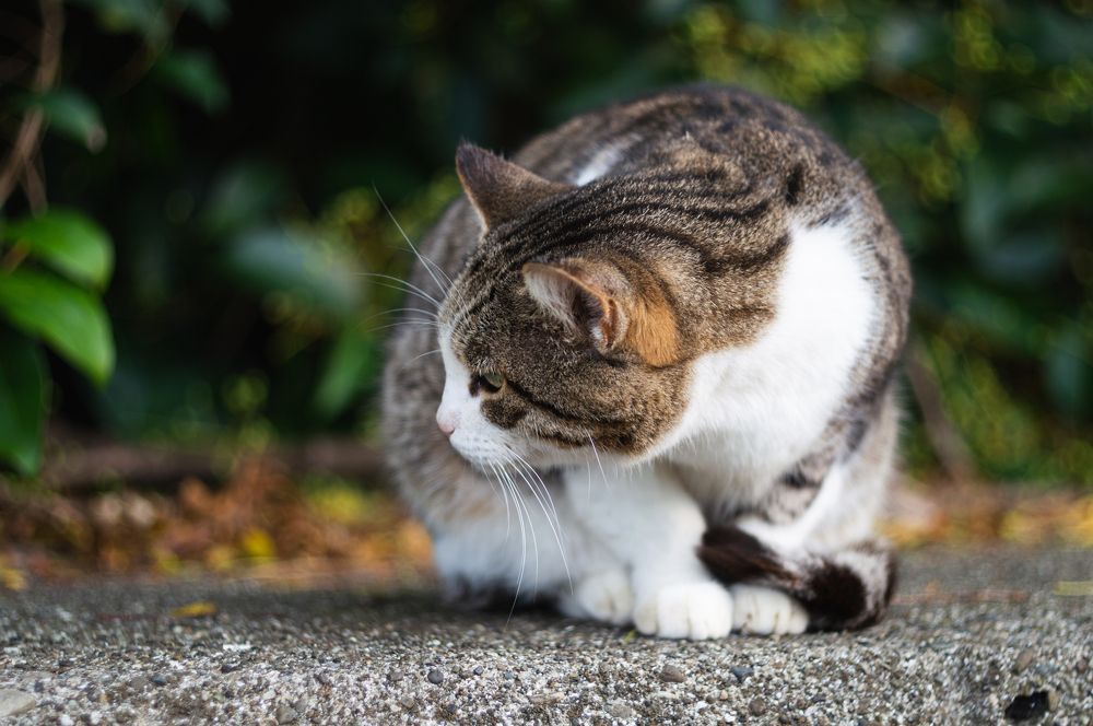 Photograph by Дмитрий Цикин