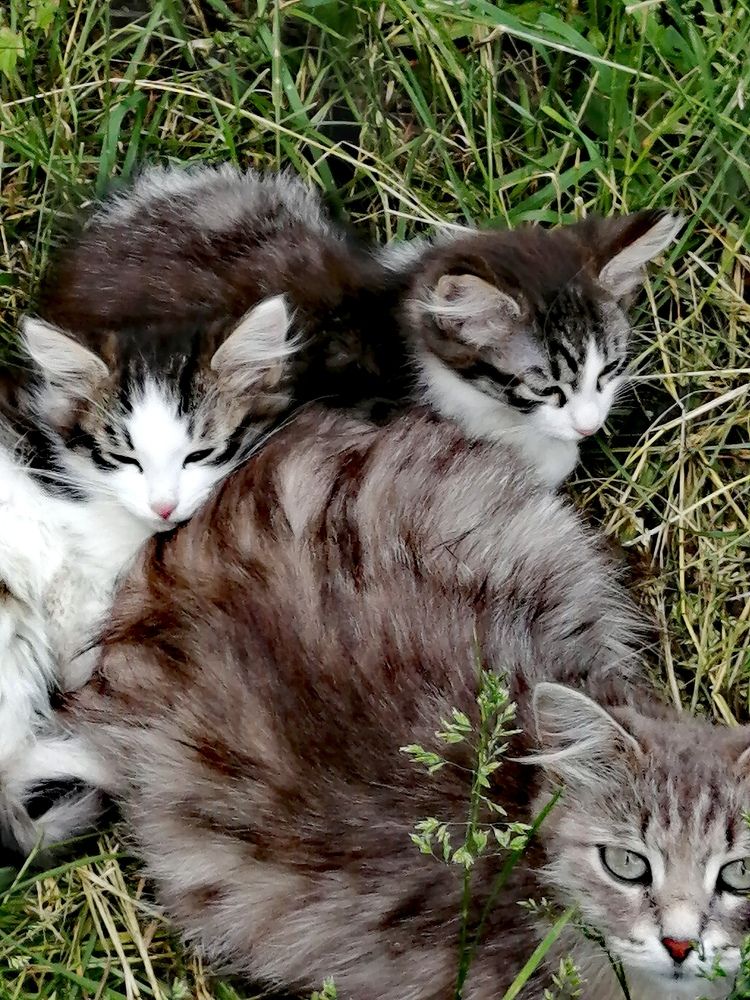 little kittens