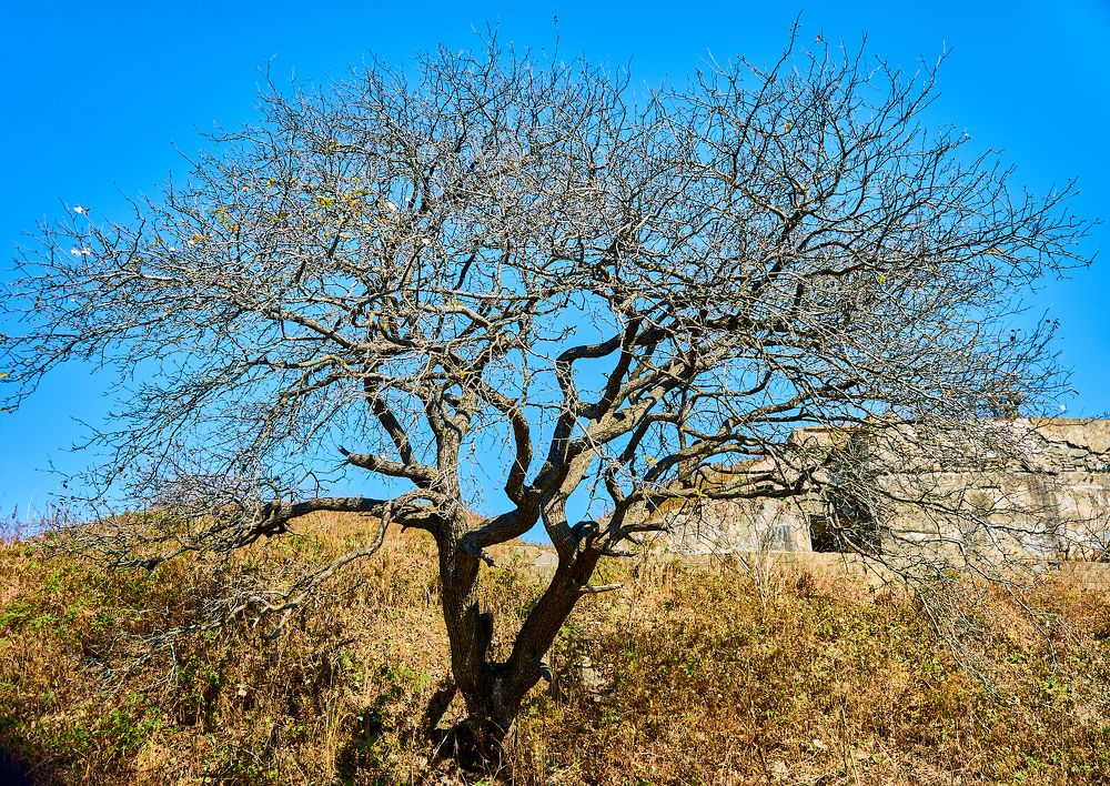 Photograph by Лариса Неман