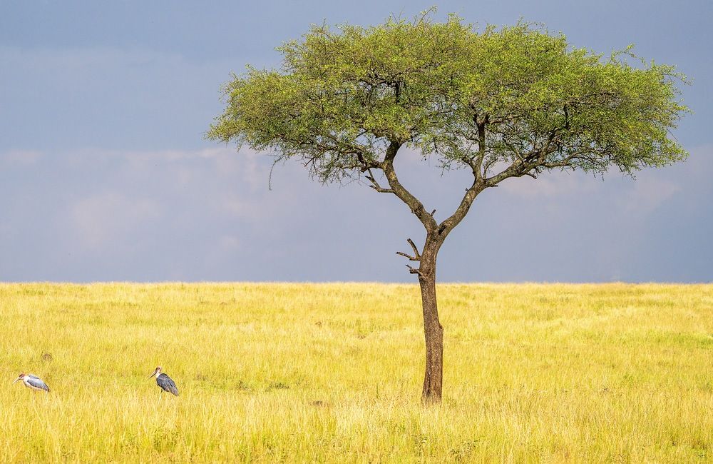 Фотография автора SAJJAD MAHMOOD