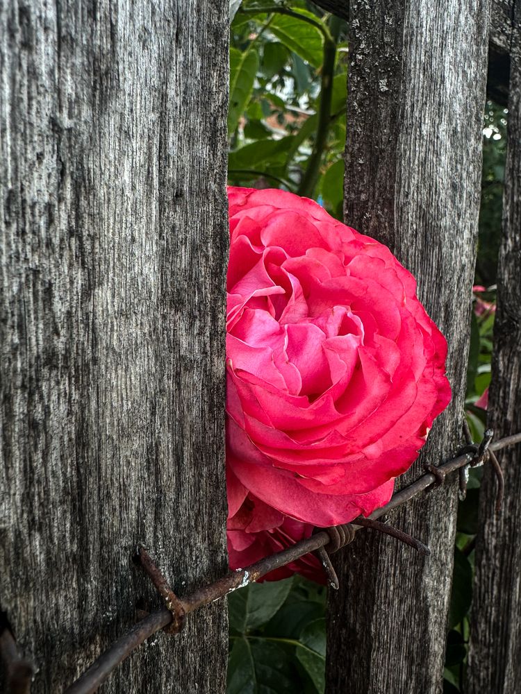 Photograph by Анна Петриенко