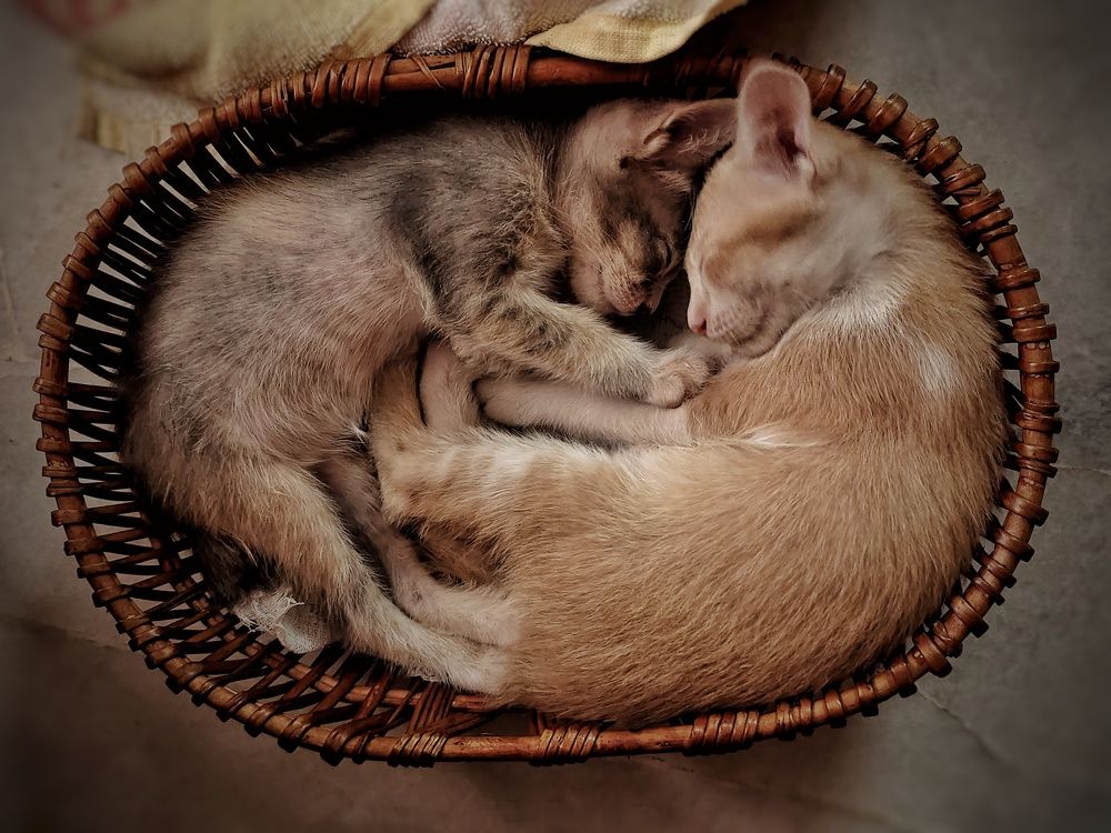 Photograph by Siew Chee chung