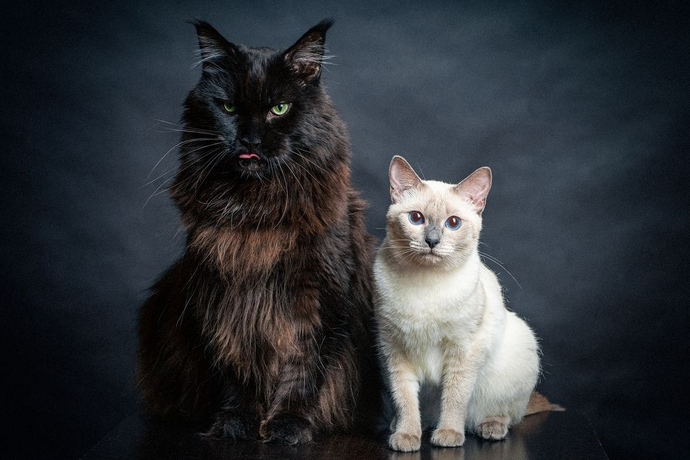 Photograph by Aleetet