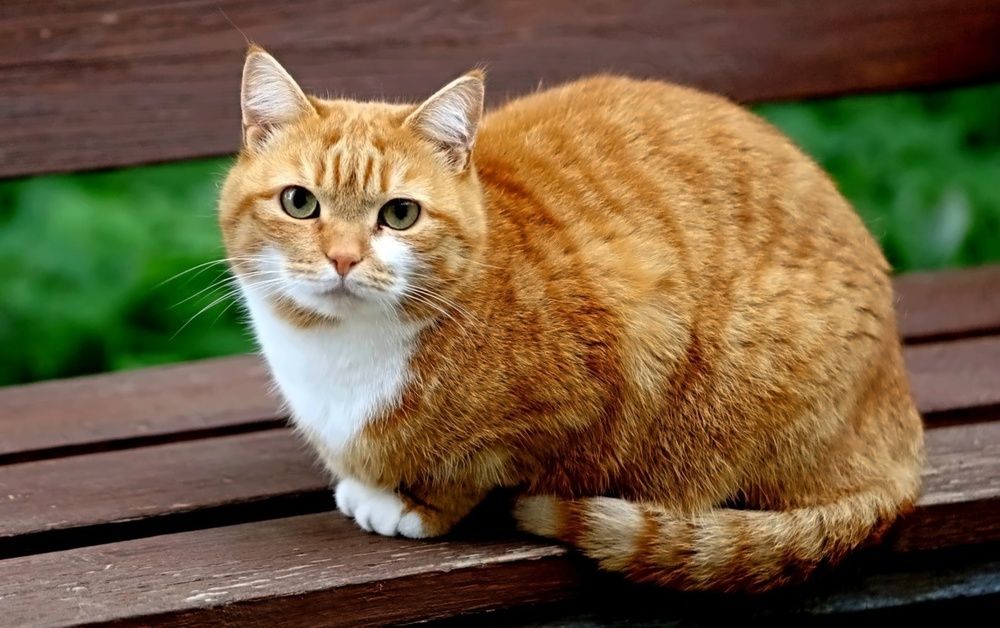 Photograph by Татьяна Слесарева