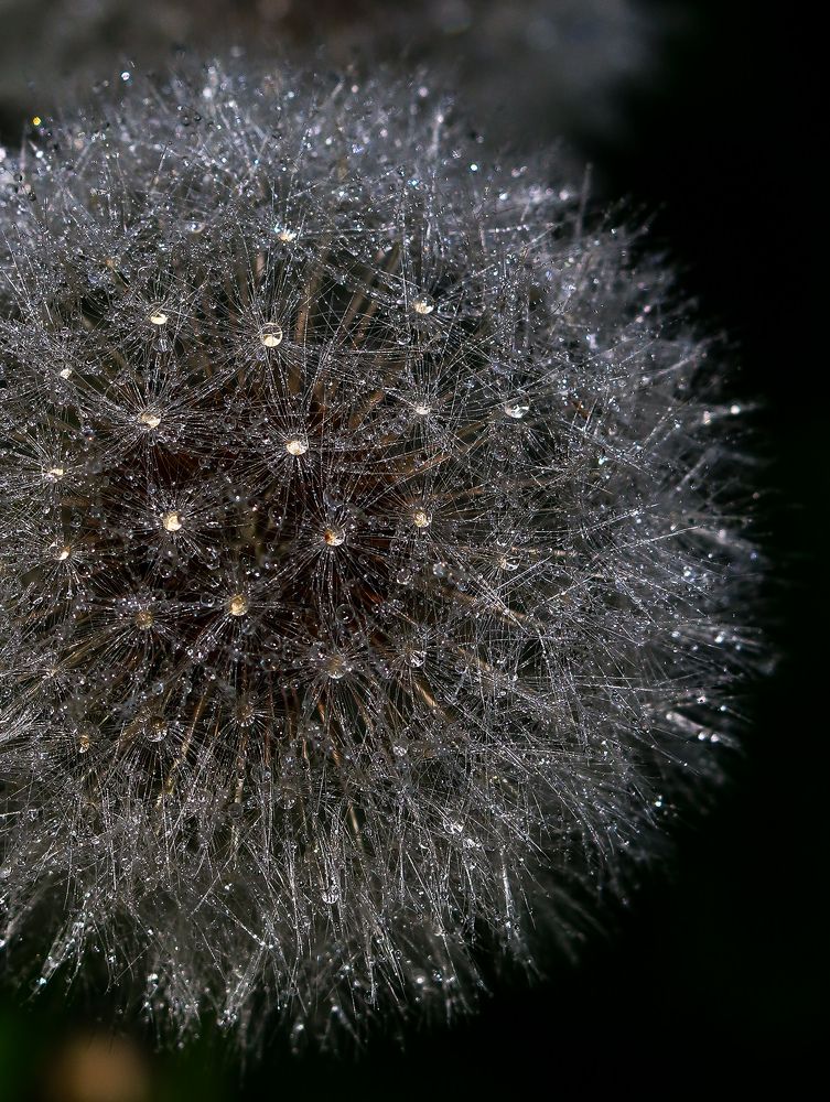 Photograph by Irina Sorokoletova