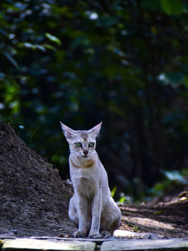 Photograph by SAIKAT PAL