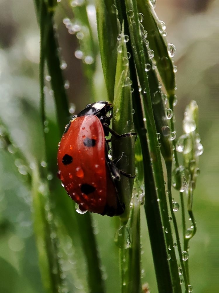 Photograph by Юлия Гинтер