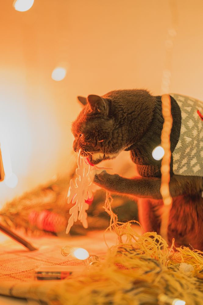 Фотография автора Nikita