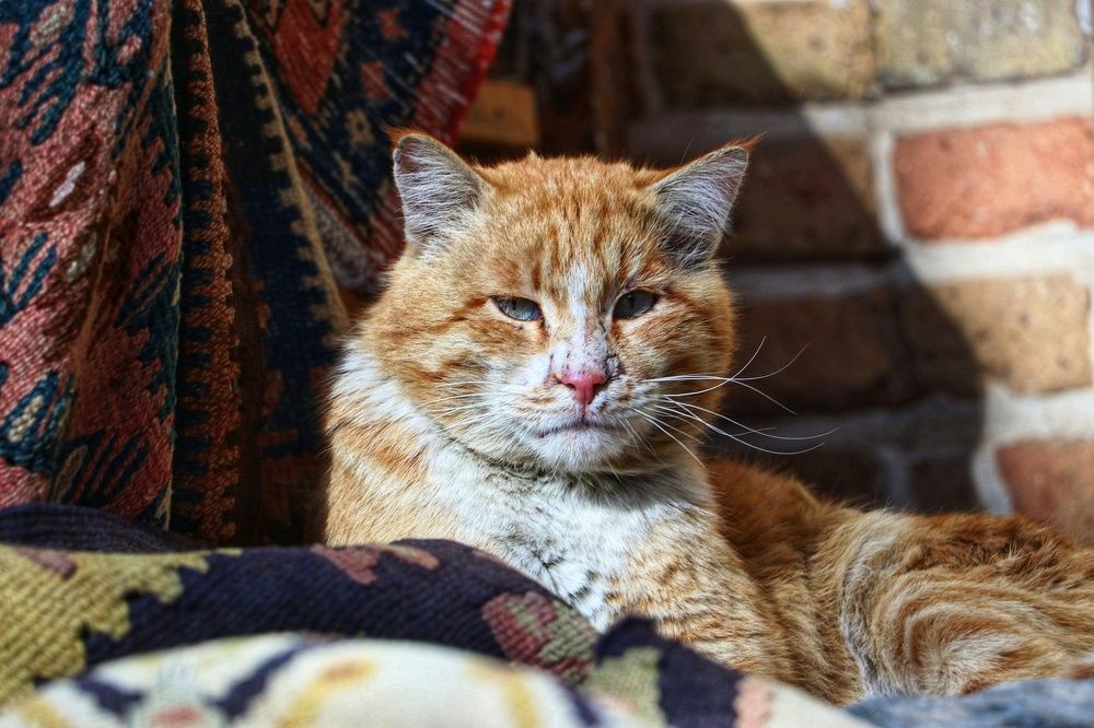 Photograph by safoura saeedi seta