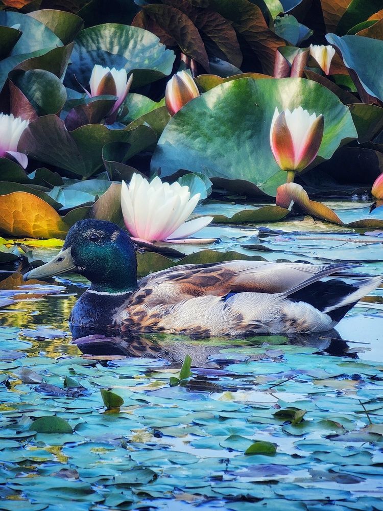 Photograph by Аня Белозерова