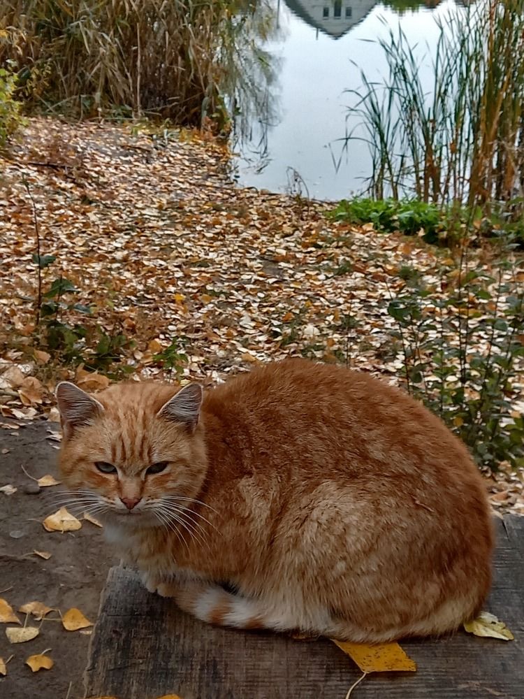 Фотография автора Oksana Podgorodetska