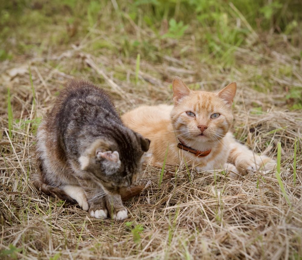 Photograph by Елена Ковалева